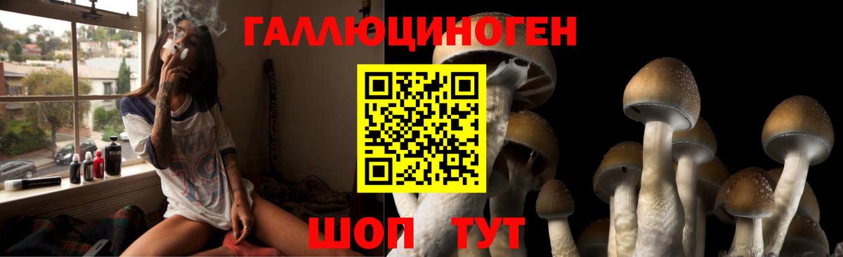 Псилоцибиновые грибы Psilocybe Тихвин